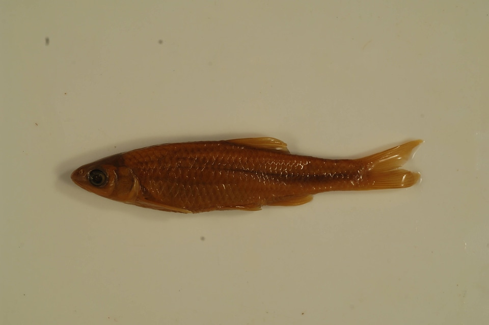 Cyprinella spiloptera-3