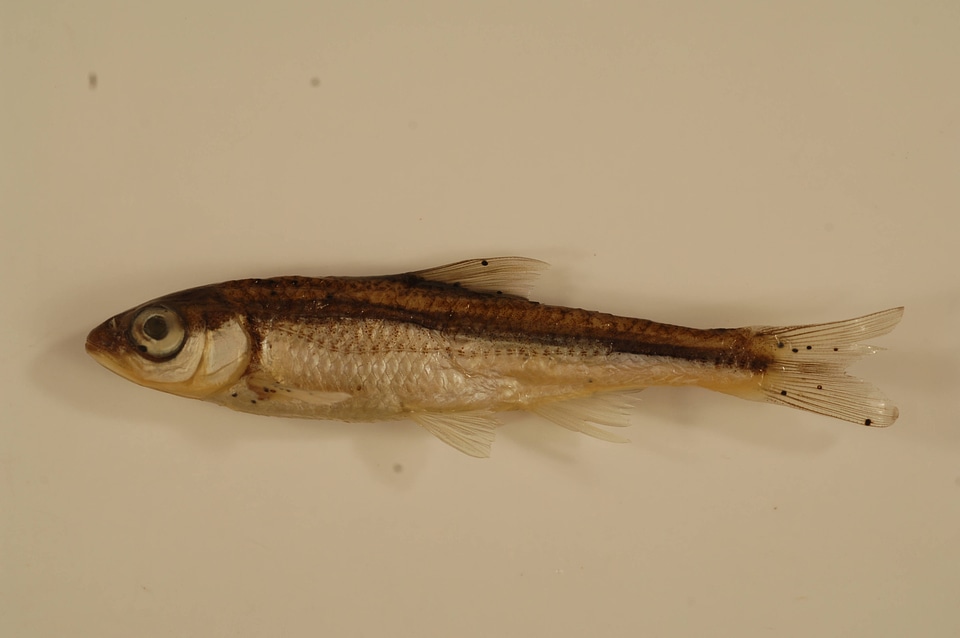 Luxilus zonatus-1