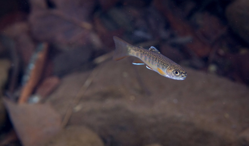 Brook Trout juvenile-2 photo