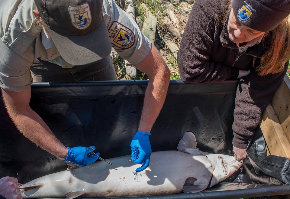 USFWSFisheries worker performs procedure to implant transmitter in lake sturgeon-1