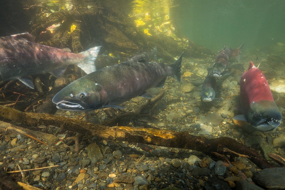 Salmon migration -2