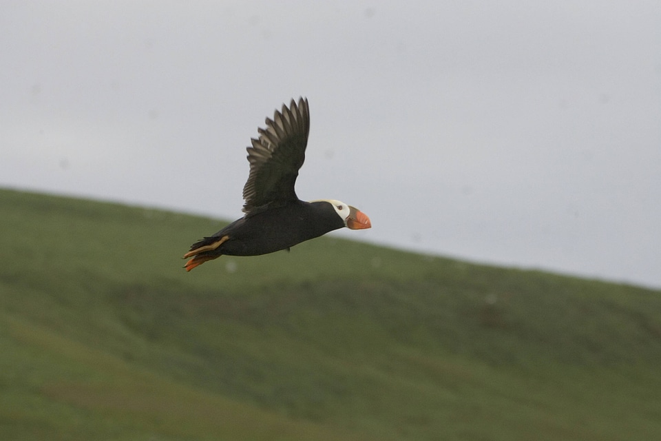 Tufted puffin in flight-5