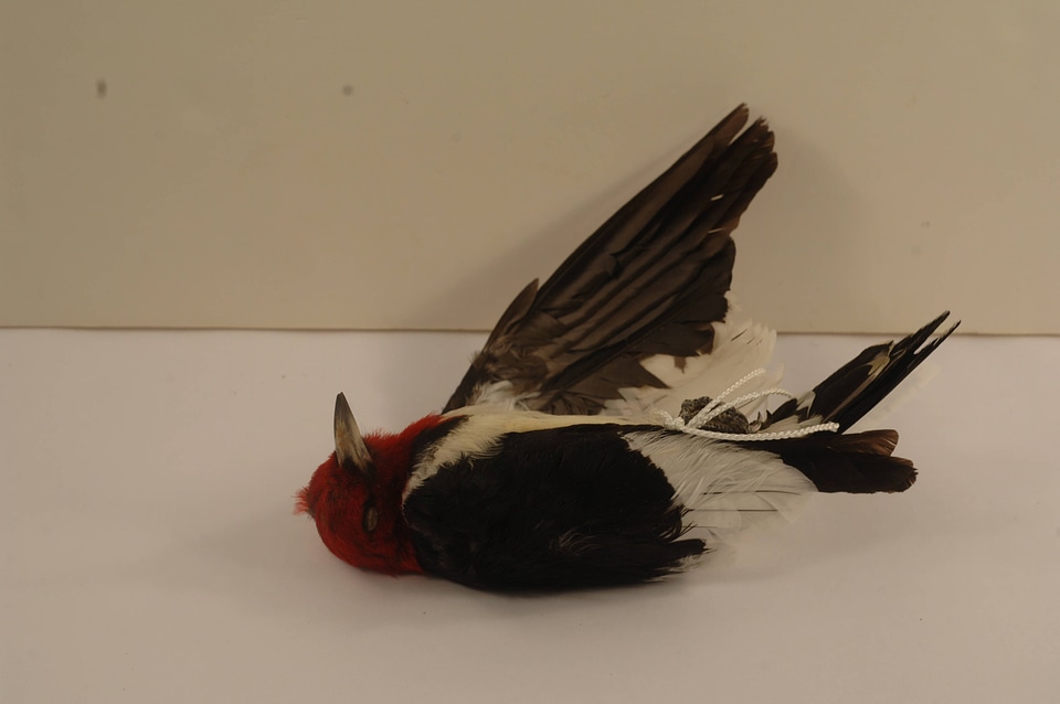 Melanerpes erythrocephalus
