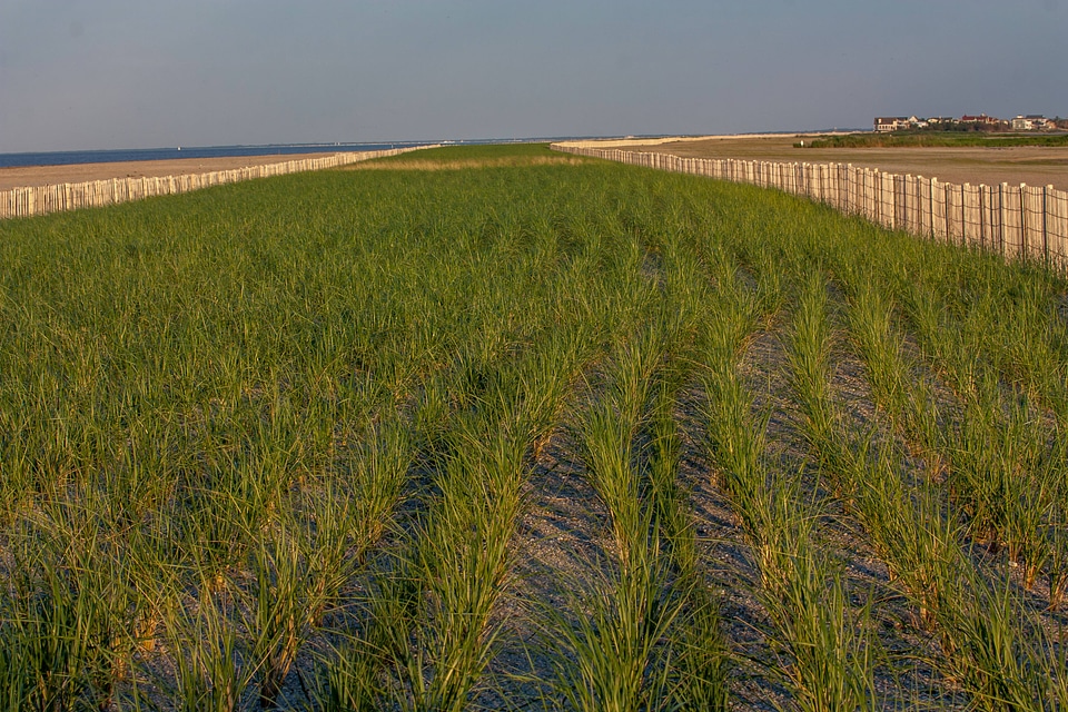 Marsh restoration-1
