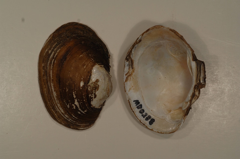 Lampsilis sp.-2