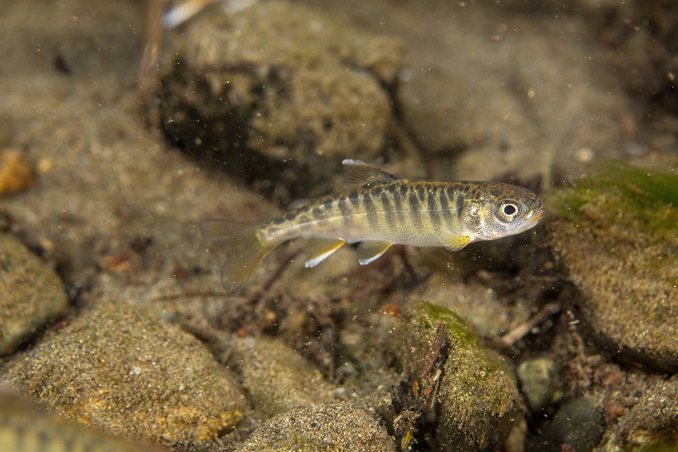Juvenile Chinook salmon-3