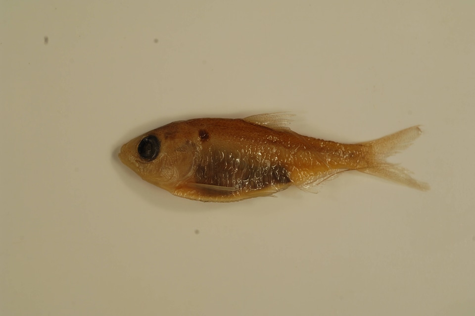 Dorosoma petenense-3