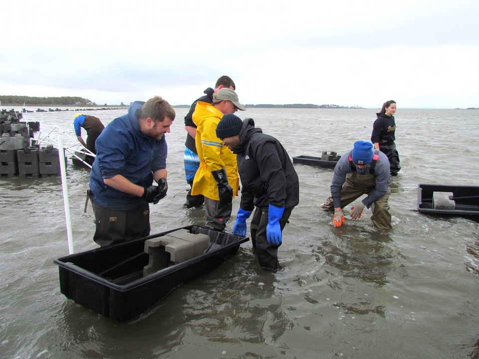 Refuge staff and volunteers and The Nature Conservancy volunteers build oyster castles-2