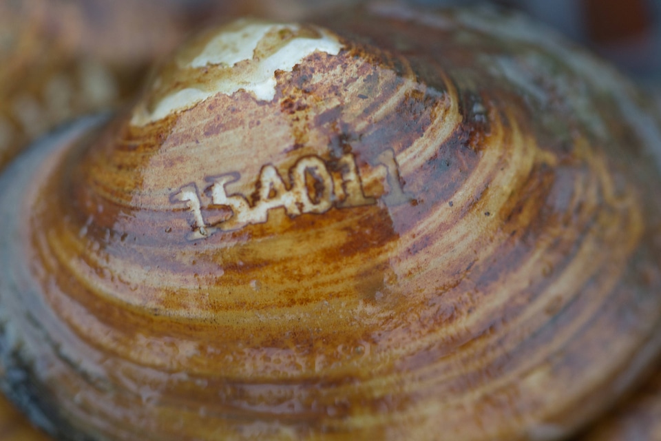 Laser engraved freshwater mussels-1