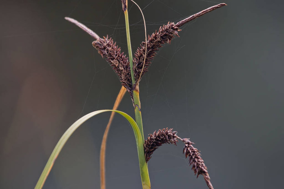Carex lyngbyei