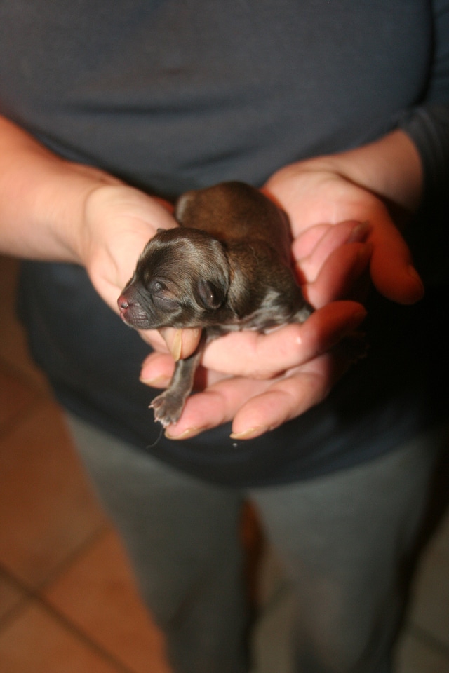 Dog pet animals