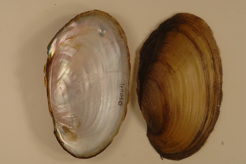 Leptodea fragilis-1