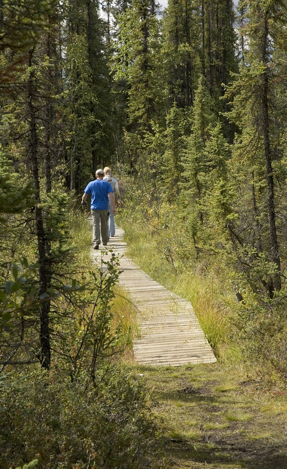 Visitors walking on a wooden walking trail through forest
