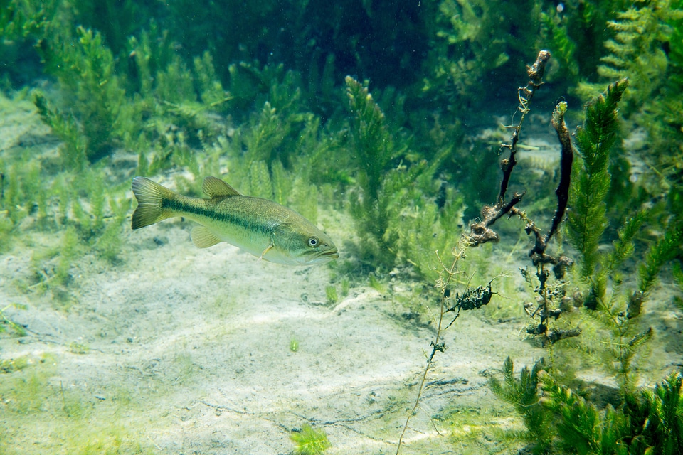 Largemouth bass in Florida spring with coontail