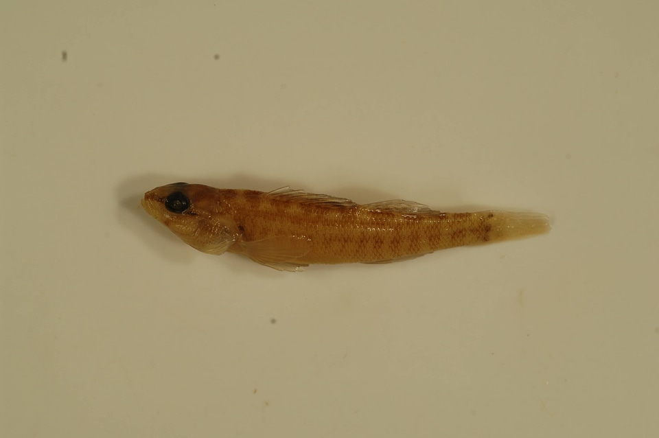 Etheostoma asprigene-3