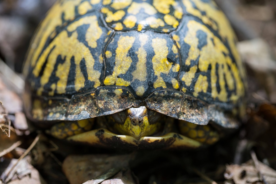 Eastern box turtle-4