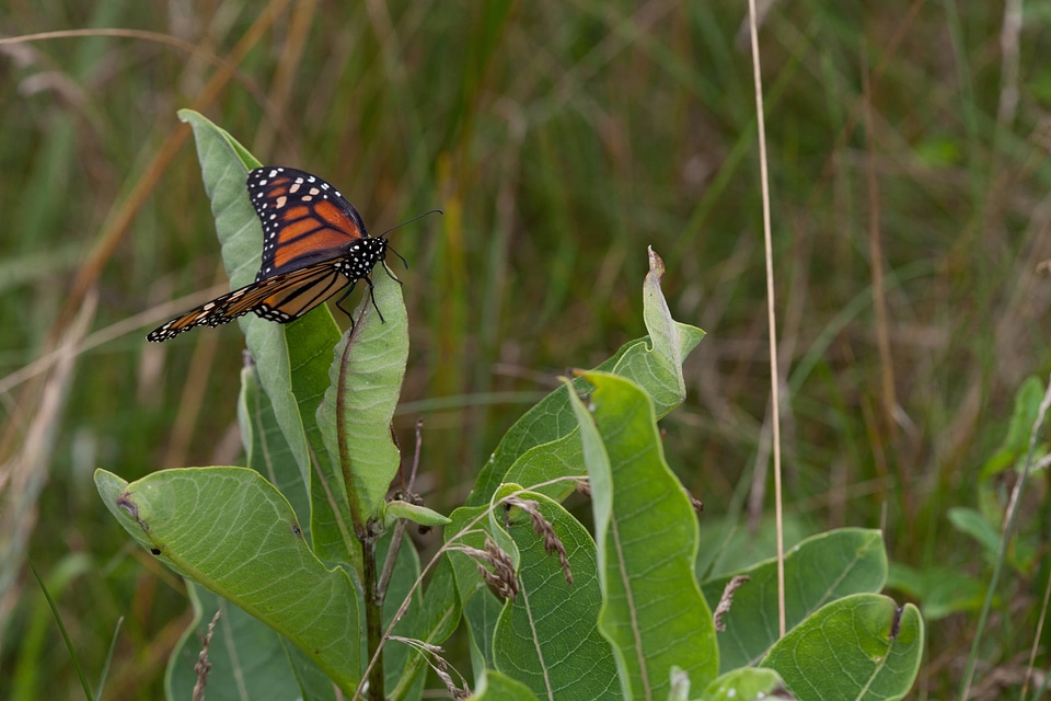 Monarch Butterfly on a milkweed plant-1