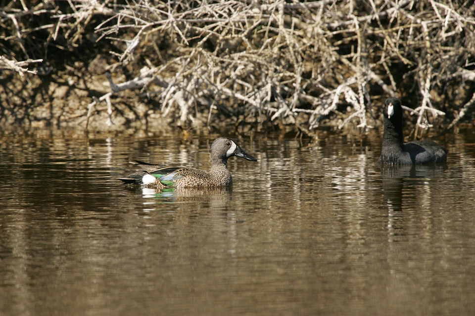 Blue-winged Teal with an American Coot