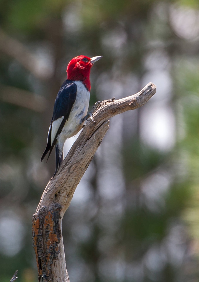 Red-headed woodpecker on dead snag-1