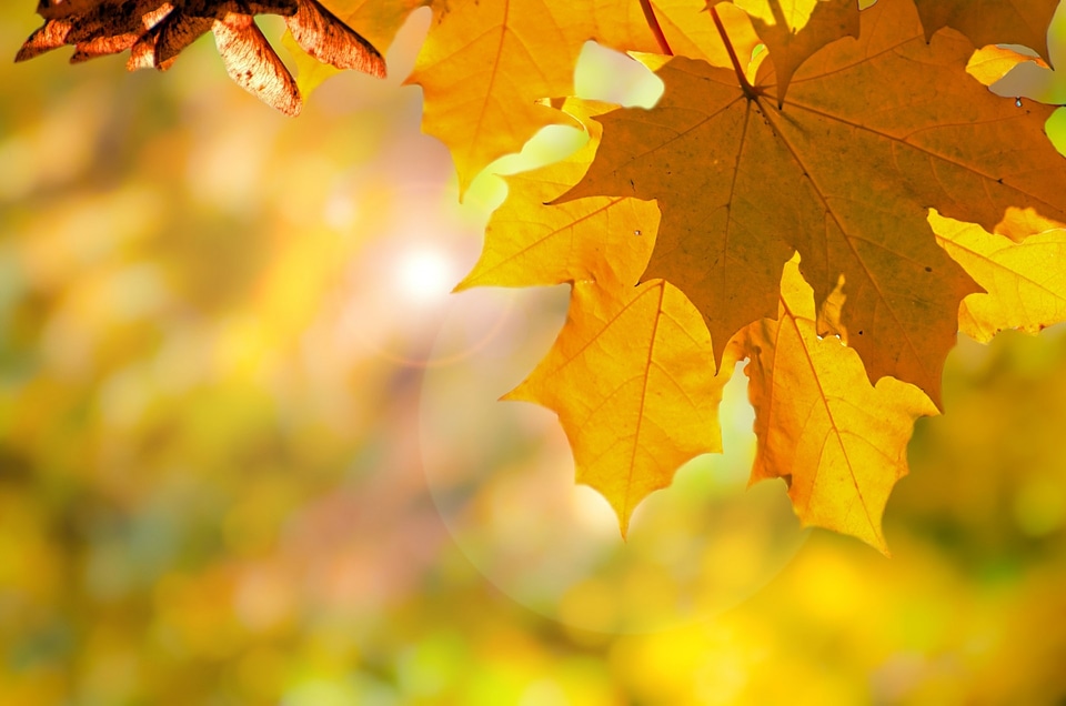 Leaves leaf branches