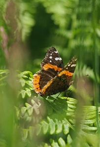 Red admiral photo