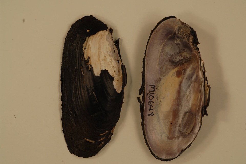Elliptio dilatata-1