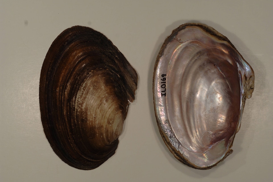 Potamilus ohiensis-6