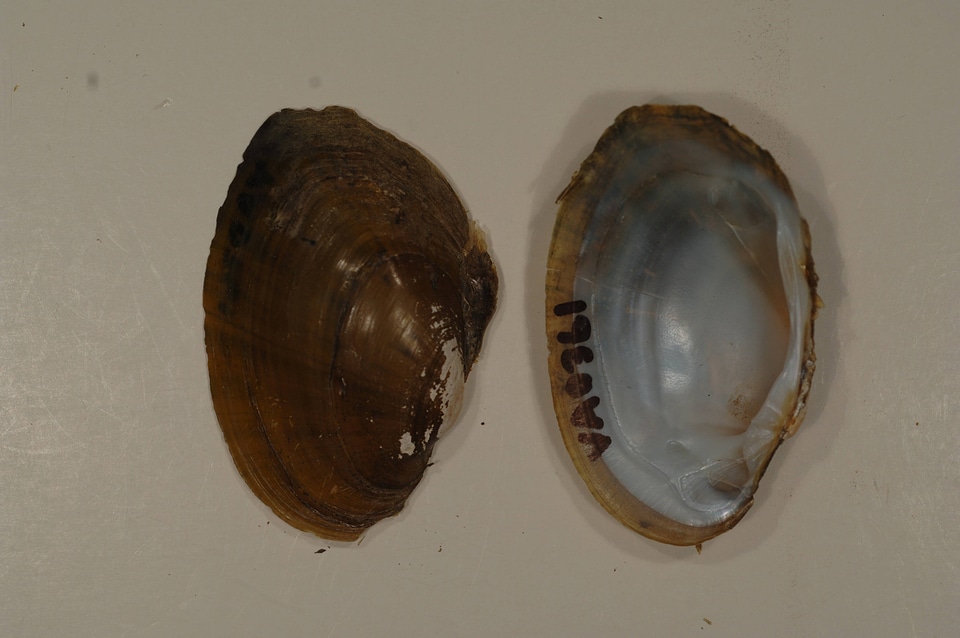 Ortmanniana pectorosa-1