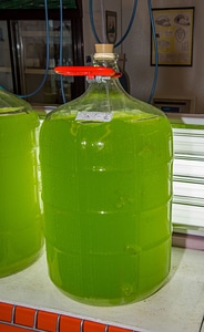 Glass jars for growing algae-4