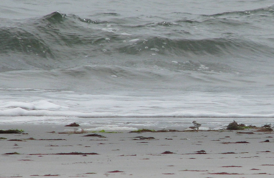 Piping plover chick and the big wave