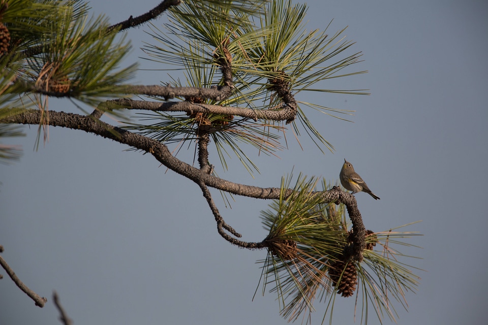 Yellow-rumped Warbler in pine-1
