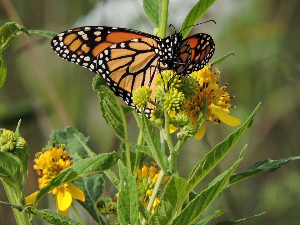 Monarch butterfly-1