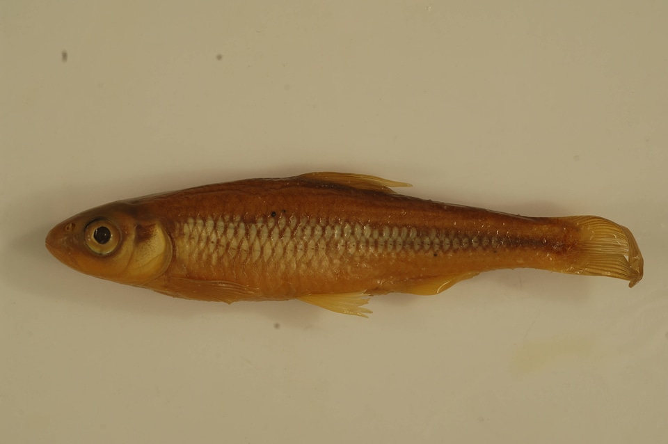 Luxilus albeolus-2