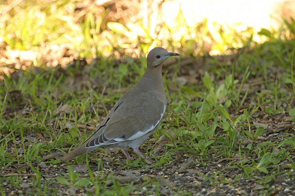 White-winged Dove-1