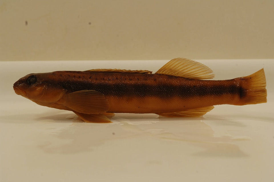 Percina aurantiaca-8