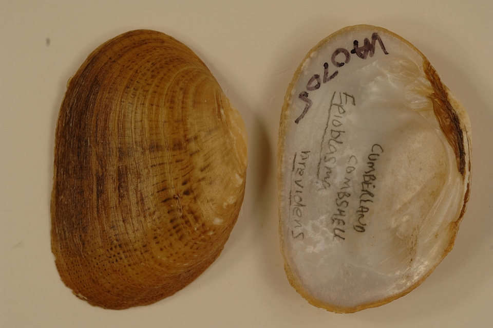 Epioblasma brevidens-6