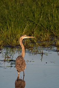 Great blue heron-9 photo