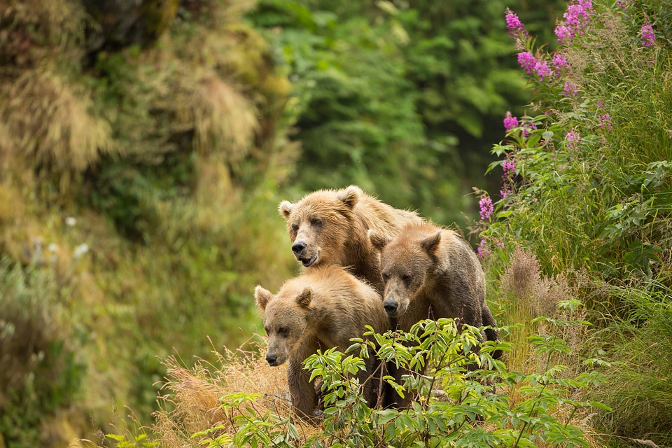 Kodiak brown bear with cubs-1