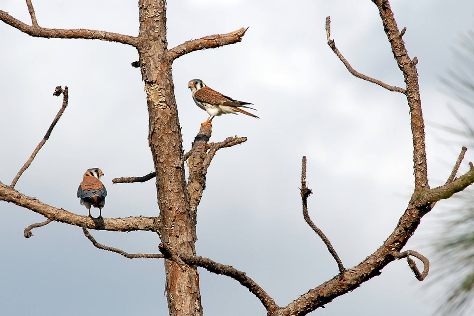 Pair of Southeastern American Kestrels perched in a pine tree