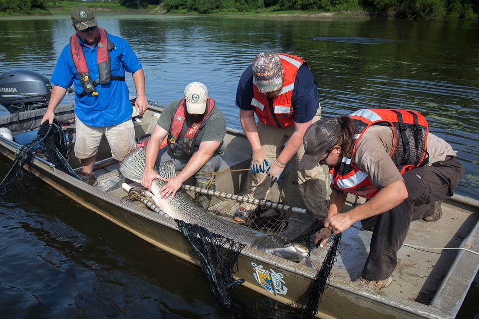 Alligator gar-2 photo