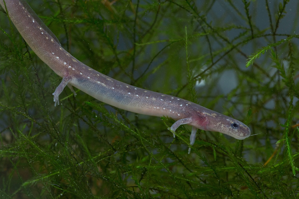 San Marcos Salamander-1