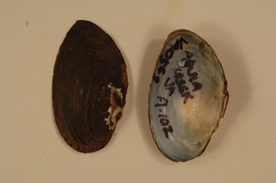 Alasmidonta heterodon-2