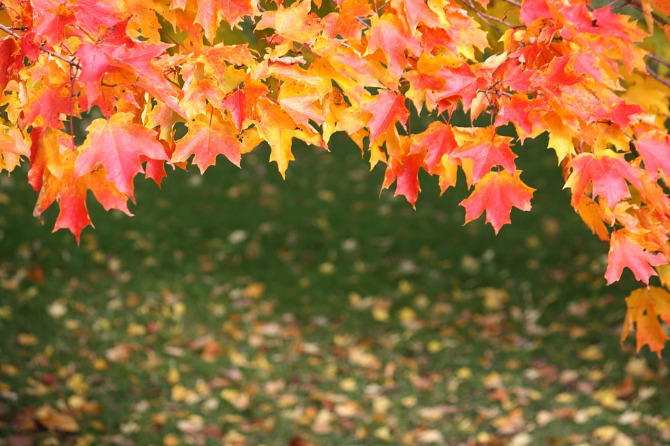 Maple nature tree