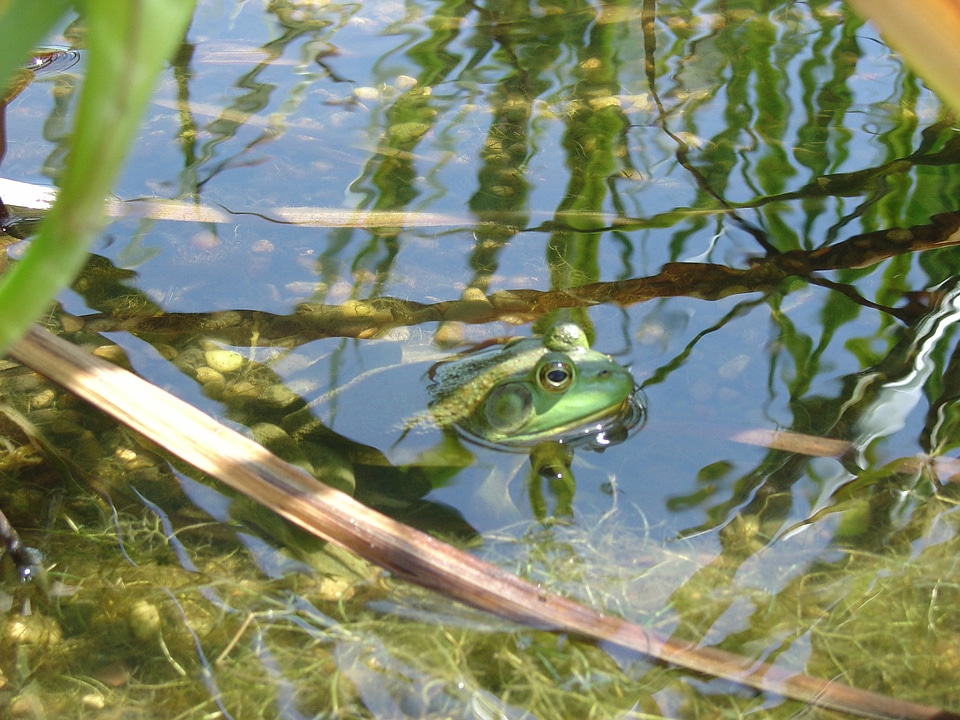 American bullfrog at Neal Smith National Wildlife Refuge