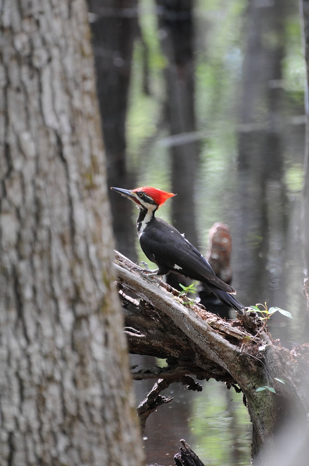 Pileated woodpecker-2