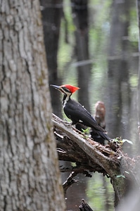 Pileated woodpecker-2