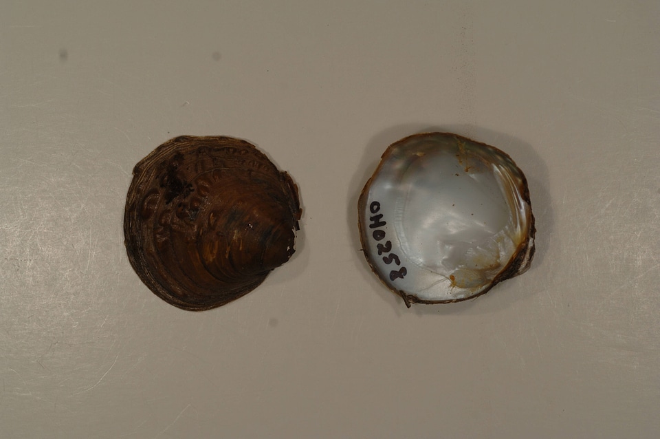 Amphinaias pustulosa-3