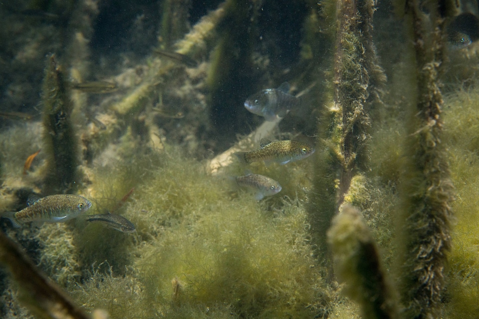Ash Meadows Amargosa pupfish-1