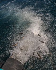 Lake trout distribution and stocking on Lake Michigan aboard MV Spencer Baird-1 photo