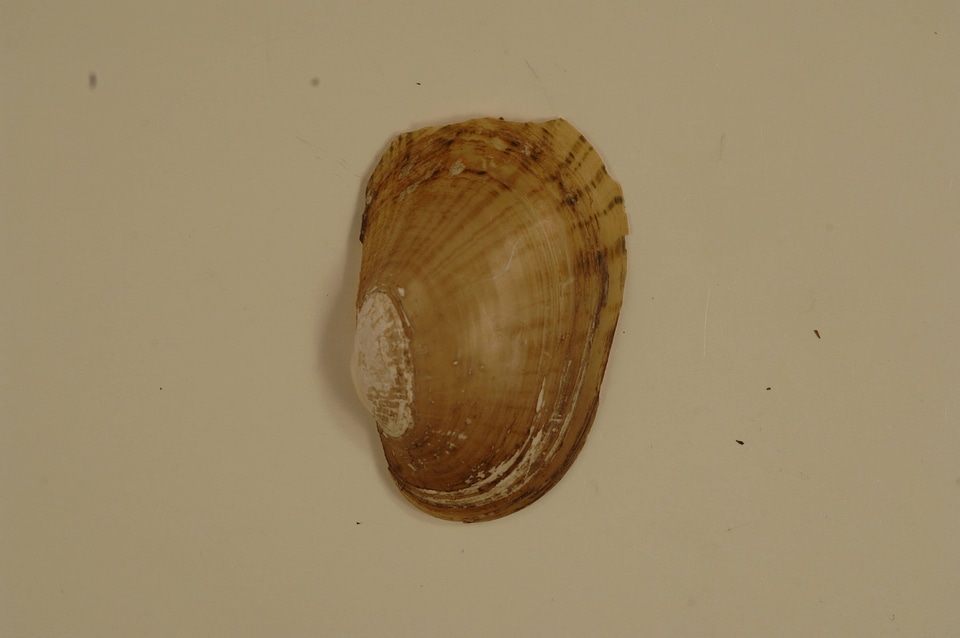 Lampsilis bracteata (outside)-1
